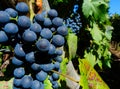 Red grape closeup in selective focus with large deep purple round juicy berries