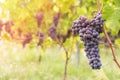 Red grape closeup in a vineyard during autumn