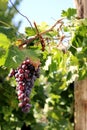 Red grape cluster Royalty Free Stock Photo