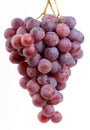 Red grape cluster. Royalty Free Stock Photo