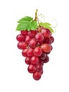 Red grape cluster Royalty Free Stock Photo