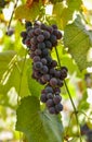 Red grape cluster with leaves Royalty Free Stock Photo