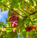 Red grape cluster with leaves Royalty Free Stock Photo