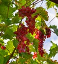 Red grape cluster with leaves Royalty Free Stock Photo