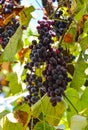 Red grape cluster with leaves Royalty Free Stock Photo