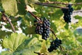 The red grape cluster on the grape plantation. Royalty Free Stock Photo