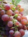 Red grape Royalty Free Stock Photo