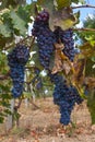 Red Grape fruit on a vine in a vineyard, nature background
