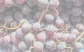 Red grape fruits, soft faded tone background