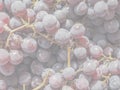 Red grape fruits, soft faded tone background