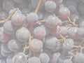 Red grape fruits, soft faded tone background