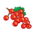 Red Grape Hand drawn Vector Illustration Royalty Free Stock Photo