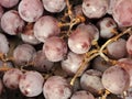 Red grape harvest. Ripe red grapes. Autumn harvest Royalty Free Stock Photo