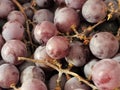 Red grape harvest. Ripe red grapes. Autumn harvest Royalty Free Stock Photo