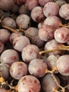 Red grape harvest. Ripe red grapes. Autumn harvest Royalty Free Stock Photo