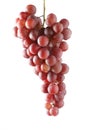 Red grape isolated Royalty Free Stock Photo