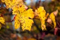 Red grape leaf with background Royalty Free Stock Photo