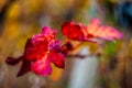 Red grape leaf with background Royalty Free Stock Photo