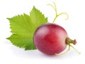 Red grape with leaf macro isolated on white background Royalty Free Stock Photo