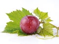 Red grape with leaf macro isolated on white background Royalty Free Stock Photo