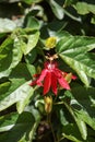 Red grape-leaf passion flower, Passiflora vitifolia