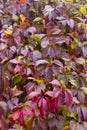 Red grape leaves, background Royalty Free Stock Photo