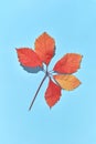 Red grape leaves branch with hard shadows on a blue background. Royalty Free Stock Photo