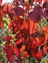 Red grape leaves on a fall day. Natural foliage autumn background Royalty Free Stock Photo