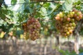 Red grape at Vietnam Royalty Free Stock Photo