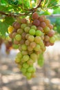 Red grape at Vietnam Royalty Free Stock Photo