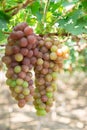 Red grape at Vietnam Royalty Free Stock Photo