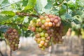 Red grape at Vietnam Royalty Free Stock Photo