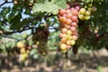 Red grape at Vietnam Royalty Free Stock Photo