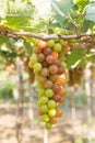 Red grape at Vietnam Royalty Free Stock Photo