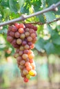 Red grape at Vietnam Royalty Free Stock Photo