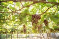 Red grape at Vietnam Royalty Free Stock Photo