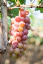 Red grape at Vietnam Royalty Free Stock Photo