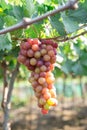 Red grape at Vietnam Royalty Free Stock Photo