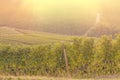 Red grape in a vineyard during autumn - sunset Royalty Free Stock Photo