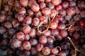 Red grapes background, dark grapes . Royalty Free Stock Photo