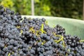 red grapes in a bin harvest Royalty Free Stock Photo