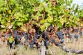 Red grapes in Bordeaux