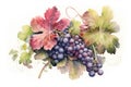 Red grapes branch with green leaves and tendrils. Realistic watercolor illustration on white background. Generative AI Royalty Free Stock Photo