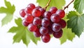 red grapes on a branch with leaves isolated on a white background Royalty Free Stock Photo