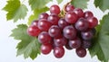 red grapes on a branch with leaves isolated on a white background Royalty Free Stock Photo