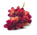 Red grapes bunch no leaf isolated on white background Royalty Free Stock Photo