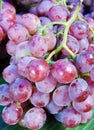 Red grapes Royalty Free Stock Photo