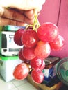 The red grapes freshly picked from the tree look so fresh