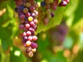 Red grapes or fruit growth in a wine farm or vineyard during spring or summer in the countryside. Agriculture food or Royalty Free Stock Photo