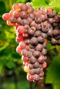 Red grapes glowing in the sunlight